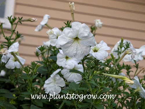 Rainmaster Petunia (Petunia axillaris)
Nice durable white flowers